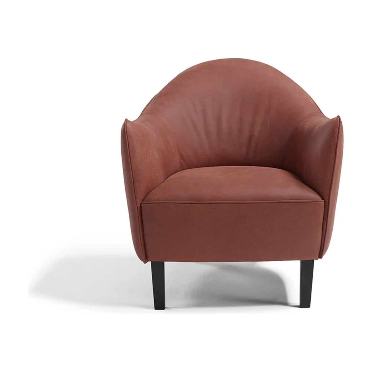 Musetta Domestica – Front View on White