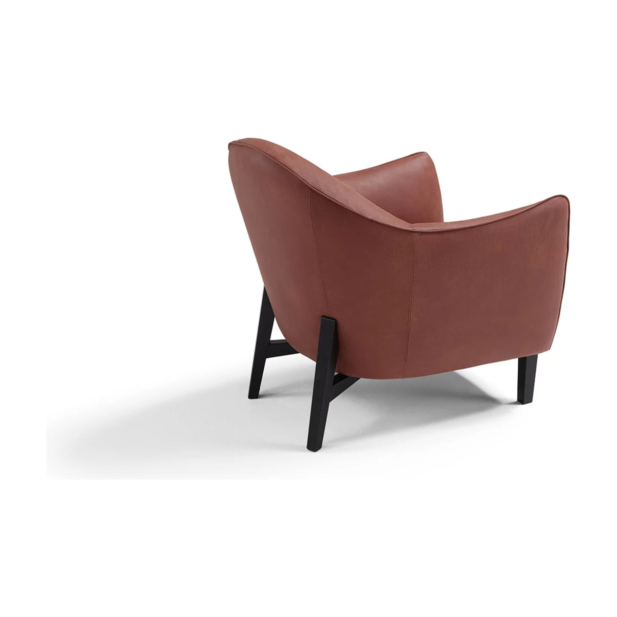 Musetta Domestica – Back Three Quarter View on White