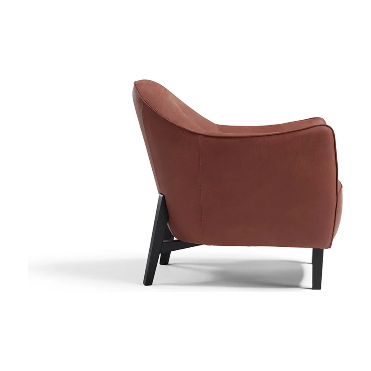 Musetta Domestica – Side View on White