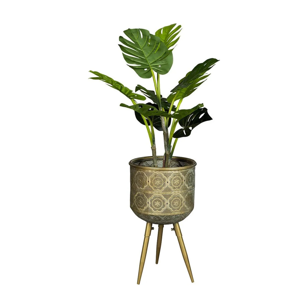 Plant Stand Botanique M Domestica – Front View with Plant on White