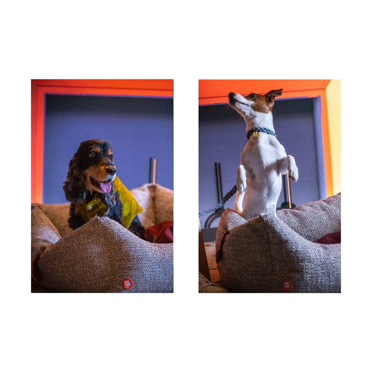 Pongo Pet Bed Egoitaliano Domestica – Studio Shot on White, View 6