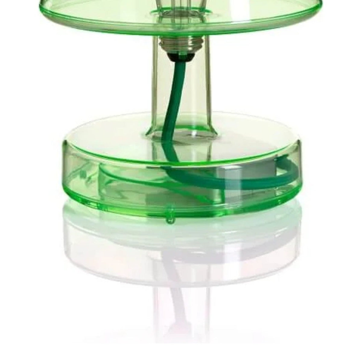 Transloetje Green Domestica – Detail – Stem and Base