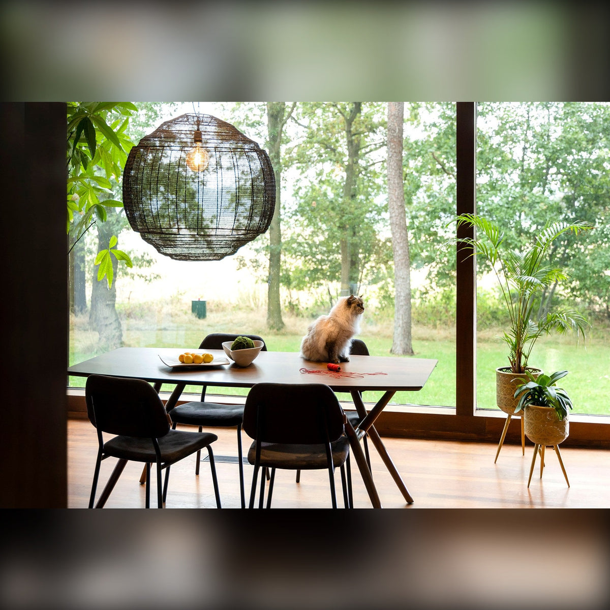 Dining Table Malaya Walnut Domestica – Lifestyle – With Black Chairs and Pendant Lamp
